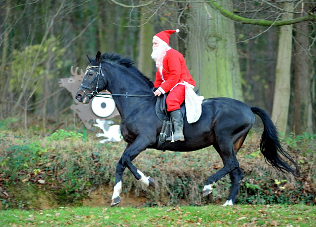 Der Hmelschenburger Trakehner Hengst Exclusiv und der Nikolaus - Foto: Beate Langels - Trakehner Gestt Hmelschenburg