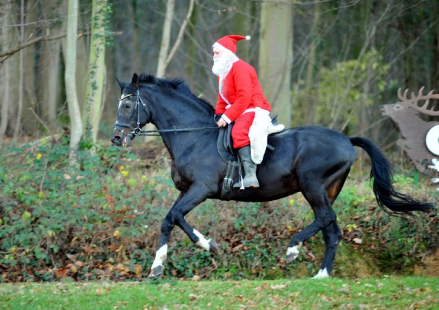 Der Hmelschenburger Trakehner Hengst Exclusiv und der Nikolaus - Foto: Beate Langels - Trakehner Gestt Hmelschenburg