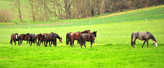 Die Stuten auf der Feldweide - Trakehner Gestt Hmelschenburg - Beate Langels