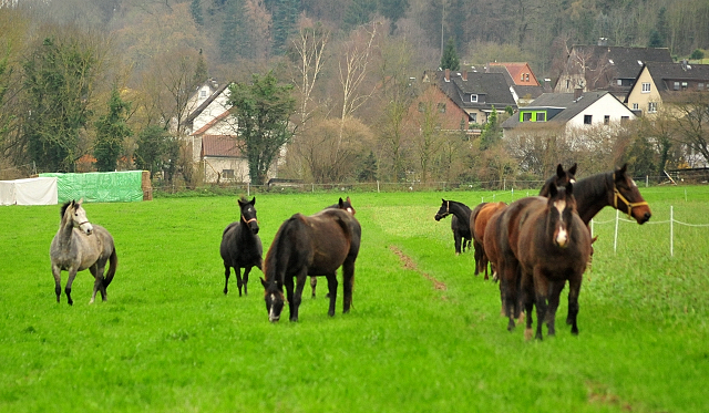 Die Stuten auf der Feldweide - Trakehner Gestt Hmelschenburg - Beate Langels