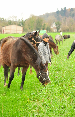 Die Stuten auf der Feldweide - Trakehner Gestt Hmelschenburg - Beate Langels