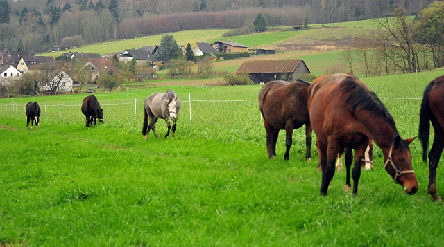 Die Stuten auf der Feldweide - Trakehner Gestt Hmelschenburg - Beate Langels