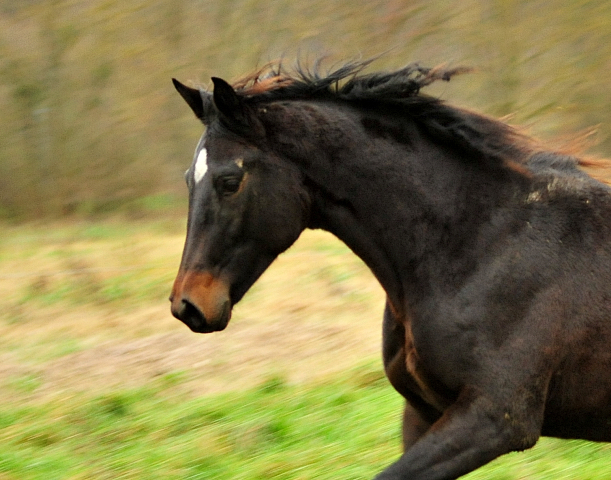 Valentine v. High Motion (1,5jhrig) im Trakehner Gestt Hmelschenburg - Beate Langels