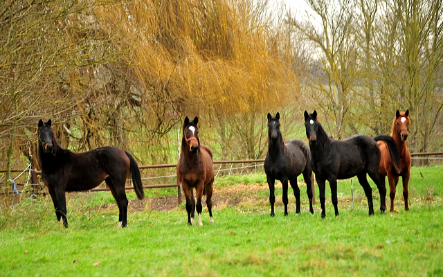 Die Jhrlingsstuten im Trakehner Gestt Hmelschenburg - Beate Langels