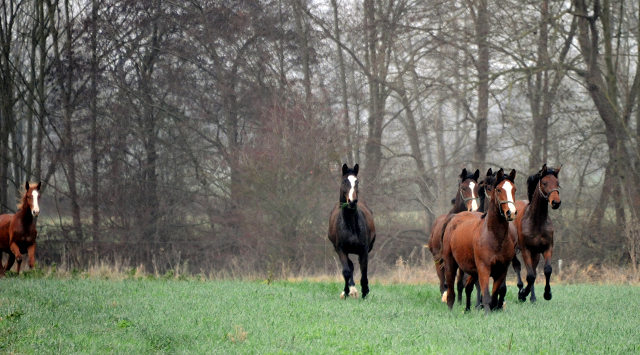 Jhrlinghengste und Zweijhrige am 6. Dezember 2021 in Hmelschenburg  - Foto: Beate Langels - Trakehner Gestt Hmelschenburg