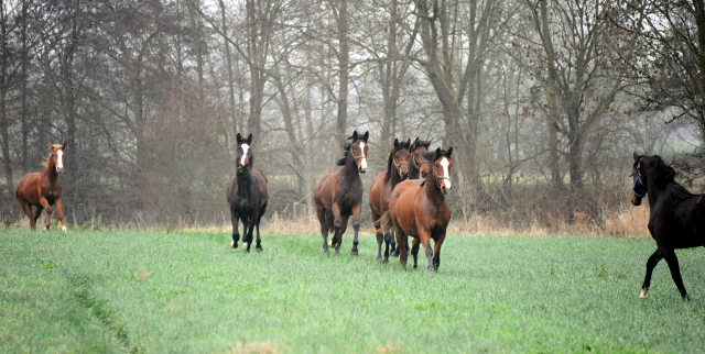 Jhrlinghengste und Zweijhrige am 6. Dezember 2021 in Hmelschenburg  - Foto: Beate Langels - Trakehner Gestt Hmelschenburg