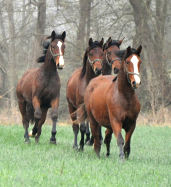 Impressionen vom Dezember 2021 - Trakehner Gestt Hmelschenburg  - Foto: Beate Langels