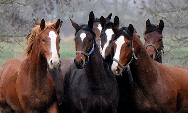 Jhrlinghengste und Zweijhrige am 6. Dezember 2021 in Hmelschenburg  - Foto: Beate Langels - Trakehner Gestt Hmelschenburg