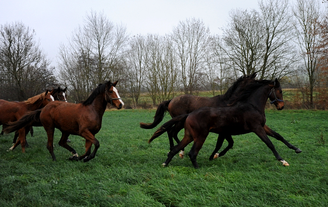 Jhrlinghengste und Zweijhrige am 6. Dezember 2021 in Hmelschenburg  - Foto: Beate Langels - Trakehner Gestt Hmelschenburg