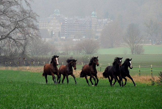 Jhrlinghengste und Zweijhrige am 6. Dezember 2021 in Hmelschenburg  - Foto: Beate Langels - Trakehner Gestt Hmelschenburg