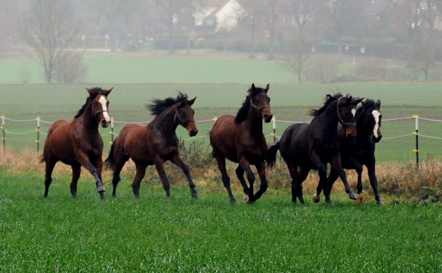 Jhrlinghengste und Zweijhrige am 6. Dezember 2021 in Hmelschenburg  - Foto: Beate Langels - Trakehner Gestt Hmelschenburg