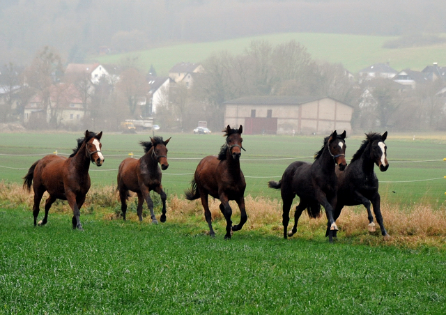 Jhrlinghengste und Zweijhrige am 6. Dezember 2021 in Hmelschenburg  - Foto: Beate Langels - Trakehner Gestt Hmelschenburg