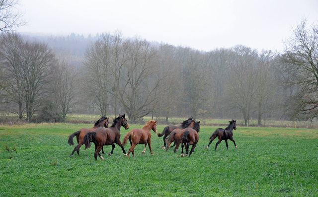 Jhrlinghengste und Zweijhrige am 6. Dezember 2021 in Hmelschenburg  - Foto: Beate Langels - Trakehner Gestt Hmelschenburg