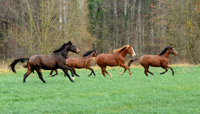 Jhrlinghengste und Zweijhrige am 6. Dezember 2021 in Hmelschenburg  - Foto: Beate Langels - Trakehner Gestt Hmelschenburg