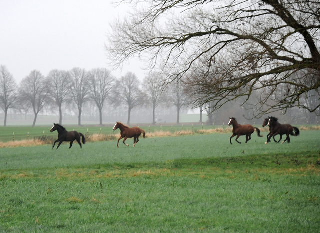 Jhrlinghengste und Zweijhrige am 6. Dezember 2021 in Hmelschenburg  - Foto: Beate Langels - Trakehner Gestt Hmelschenburg