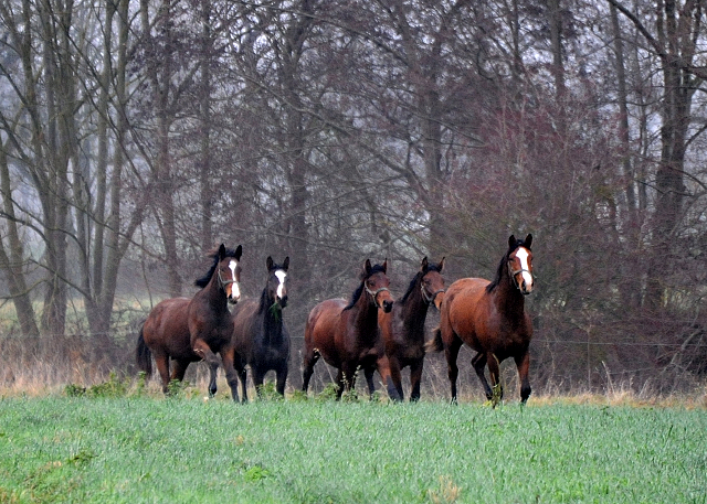 Jhrlinghengste und Zweijhrige am 6. Dezember 2021 in Hmelschenburg  - Foto: Beate Langels - Trakehner Gestt Hmelschenburg