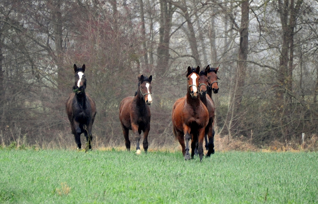 Jhrlinghengste und Zweijhrige am 6. Dezember 2021 in Hmelschenburg  - Foto: Beate Langels - Trakehner Gestt Hmelschenburg