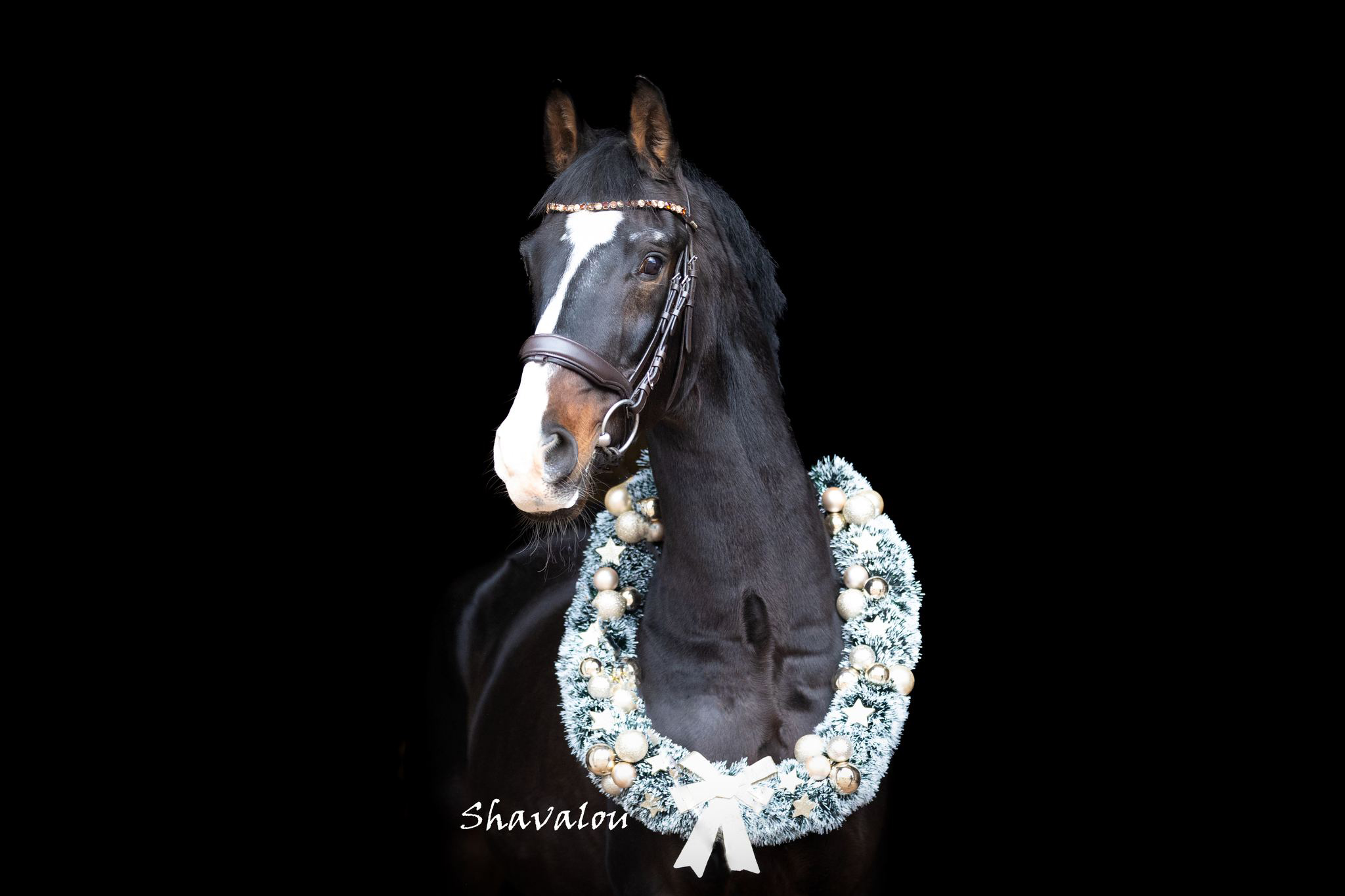 Shavalou v. Freudenfest im Dezember 2025 - Trakehner Gest�t H�melschenburg - Beate Langels fotografiert von Meike D�sterwald