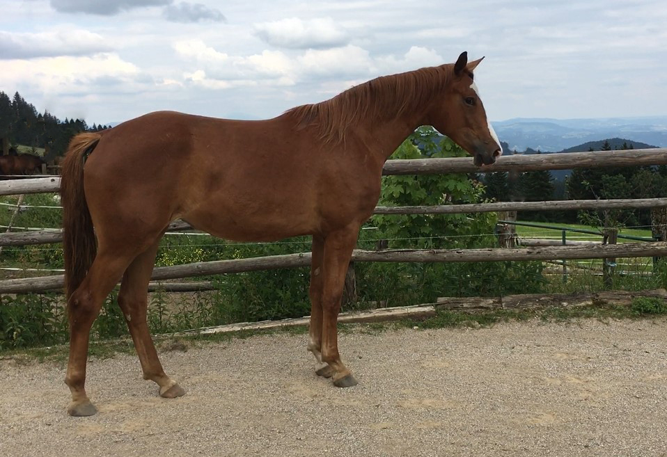 Zweijhrige Stute von Zauberdeyk u.d. Prmienstute Klassic Motion v. High Motion - 
Trakehner Gestt Hmelschenburg - Foto: Schtz