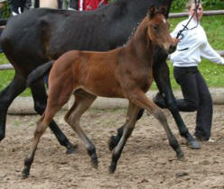 Filly by Perechlest out of Vicenza by Showmaster, Foto: Peter Richterich