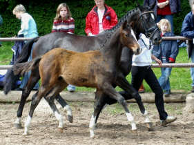 Trakehner Hengstfohlen von Freudenfest u.d. Schwalbenflair v. Exclusiv, Sieger der Fohlenschau in Hmelschenburg 2006