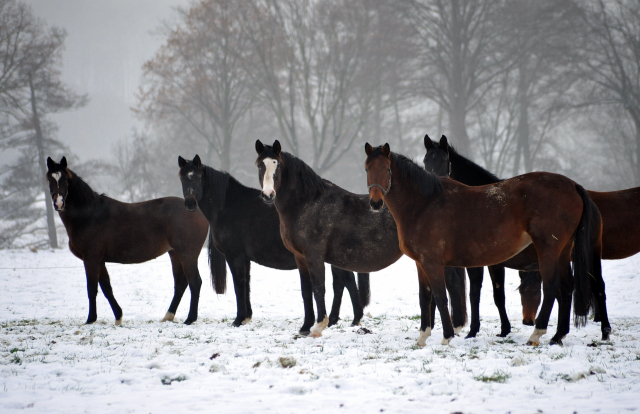 Die Stuten auf der Feldweide - 7. Januar 2016 im
Trakehner Gestüt Hämelschenburg