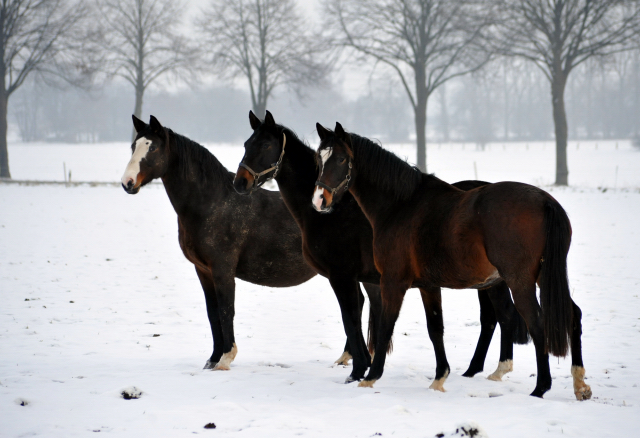 Die Stuten auf der Feldweide - 7. Januar 2016 im
Trakehner Gestüt Hämelschenburg