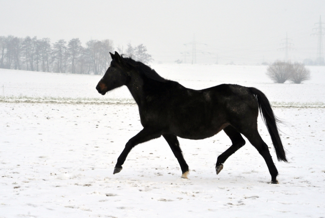 Die Stuten auf der Feldweide - 7. Januar 2016 im
Trakehner Gestüt Hämelschenburg