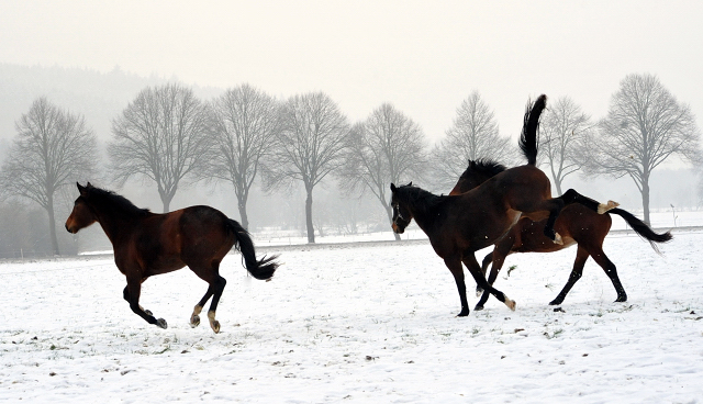 Die Stuten auf der Feldweide - 7. Januar 2016 im
Trakehner Gestüt Hämelschenburg