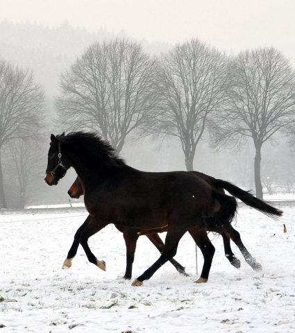 Die Stuten auf der Feldweide - 7. Januar 2016 im
Trakehner Gestüt Hämelschenburg