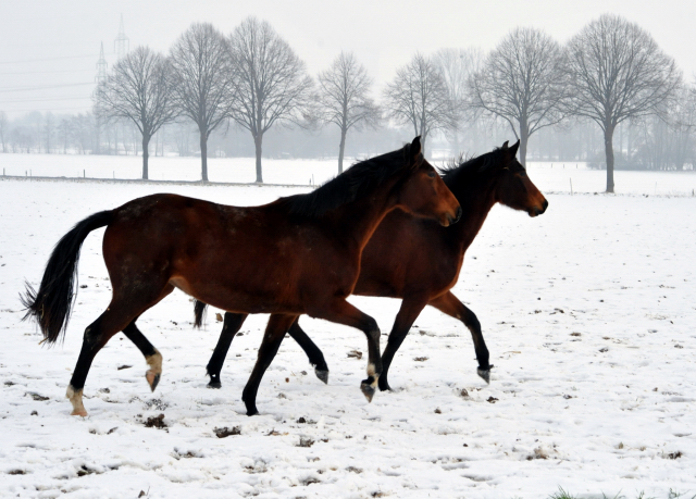 Die Stuten auf der Feldweide - 7. Januar 2016 im
Trakehner Gestüt Hämelschenburg