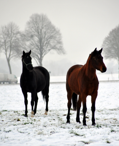 Die Stuten auf der Feldweide - 7. Januar 2016 im
Trakehner Gestüt Hämelschenburg