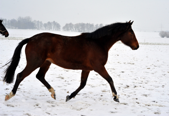 Die Stuten auf der Feldweide - 7. Januar 2016  im
Trakehner Gestt Hmelschenburg