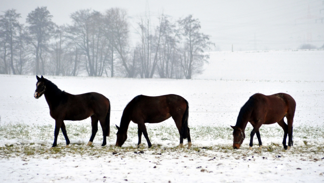 Die Stuten auf der Feldweide - 7. Januar 2016 im
Trakehner Gestüt Hämelschenburg