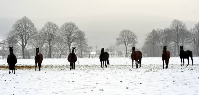 Die Stuten auf der Feldweide - 7. Januar 2016 im
Trakehner Gestüt Hämelschenburg