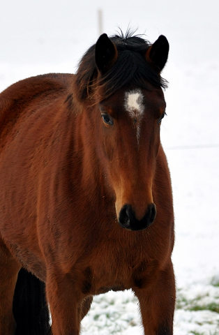 Trakehner Stute Karida von Oliver Twist u.d. Prmien- und Staatsprmienstute Karena v. Freudenfest  - Foto: Beate Langels, Trakehner Gestt Hmelschenburg