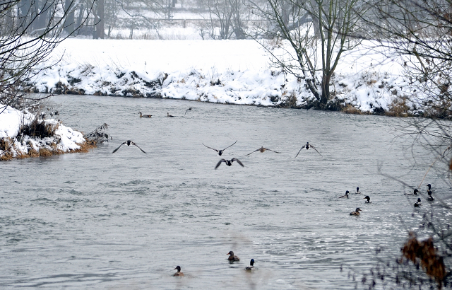 Die Stuten auf der Feldweide - 7. Januar 2016 im
Trakehner Gestüt Hämelschenburg