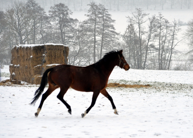 Die Stuten auf der Feldweide - 7. Januar 2016 im
Trakehner Gestüt Hämelschenburg