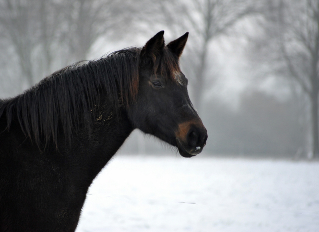 Die Stuten auf der Feldweide - 7. Januar 2016 im
Trakehner Gestüt Hämelschenburg