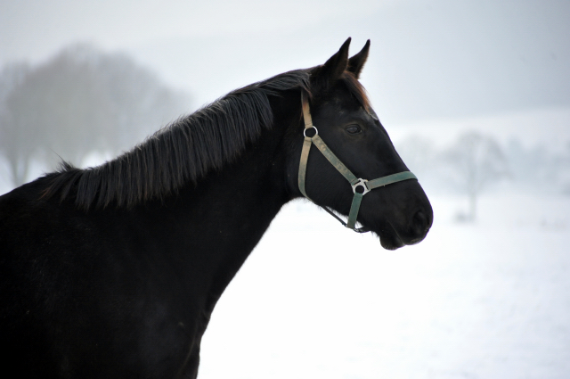 Die Stuten auf der Feldweide - 7. Januar 2016 im
Trakehner Gestüt Hämelschenburg