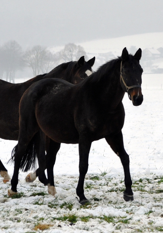 Die Stuten auf der Feldweide - 7. Januar 2016 im
Trakehner Gestüt Hämelschenburg