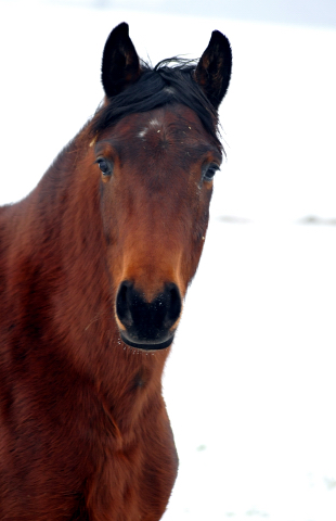 Die Stuten auf der Feldweide - 7. Januar 2016 im
Trakehner Gestüt Hämelschenburg