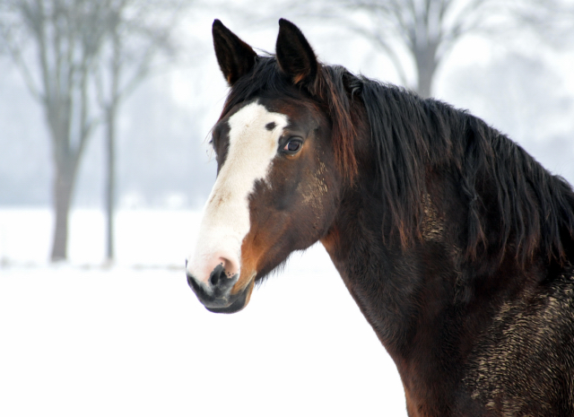 Die Stuten auf der Feldweide - 7. Januar 2016 im
Trakehner Gestüt Hämelschenburg
