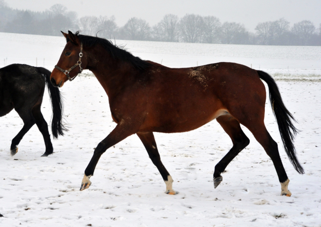 Die Stuten auf der Feldweide - 7. Januar 2016 im
Trakehner Gestüt Hämelschenburg
