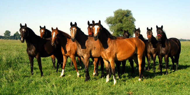 H�melschenburger J�hrlingsstuten in Sch�plitz