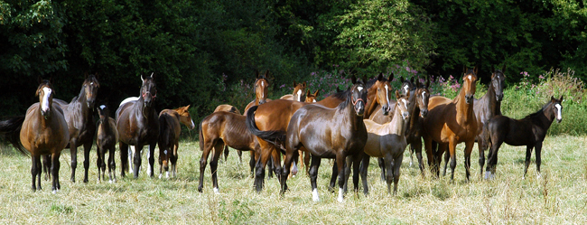 Unsere Stutenherde auf den Emmerwiesen