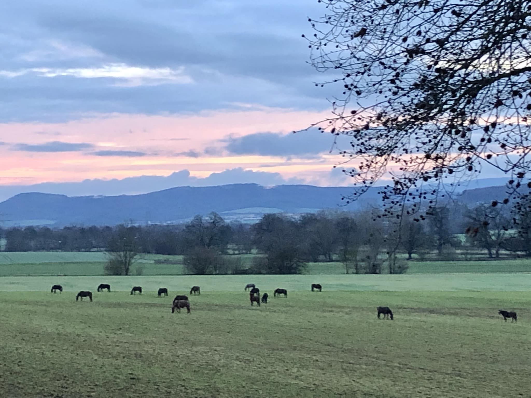 Die Hmelschenburger Stutenherde am 7. Januar 2023 - Foto Beate Langels - Gestt Hmelschenburg