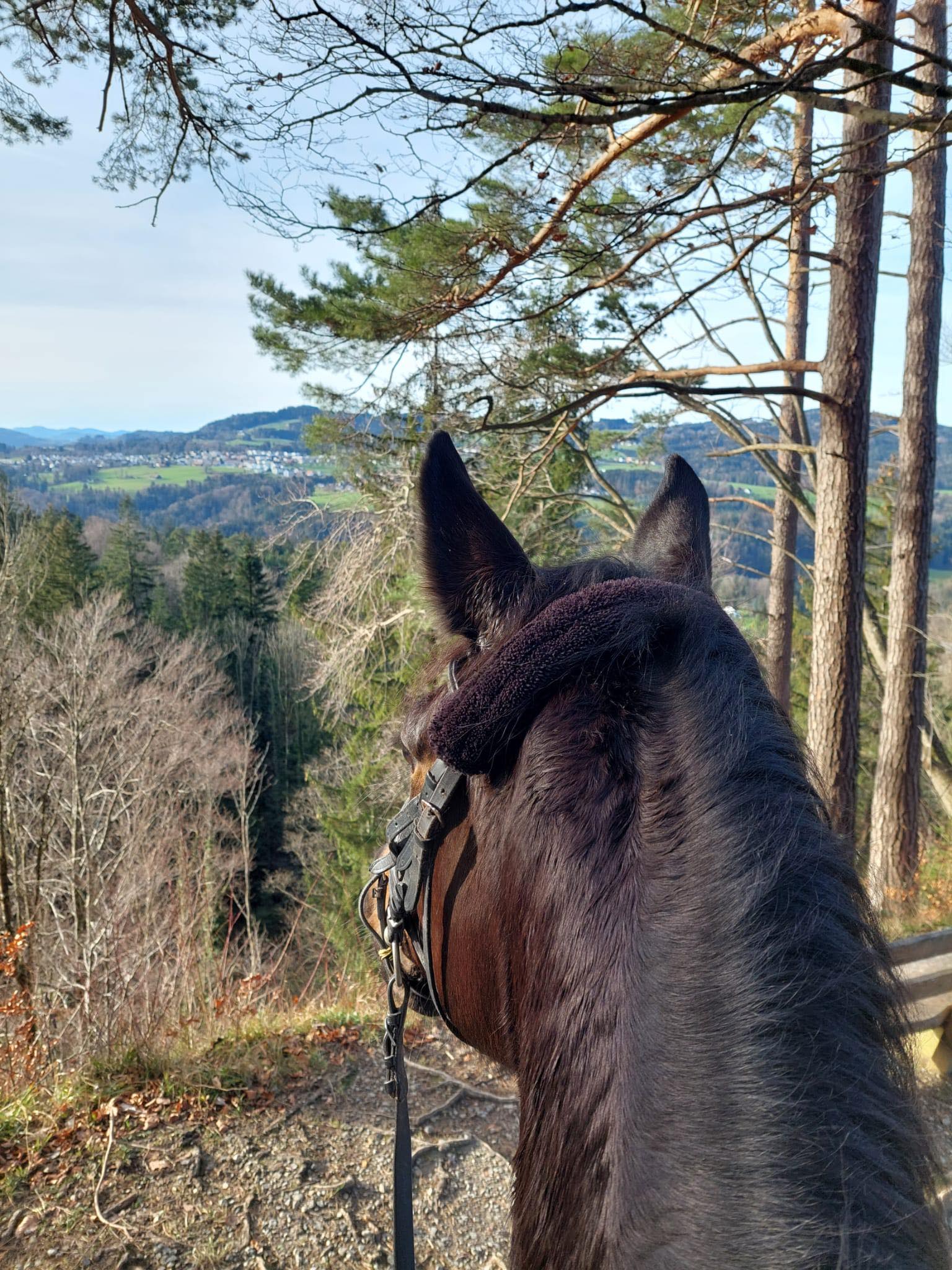 Kaiserglck von Shavalou - Trakehner Gestt Hmelschenburg - 
copyright by S. Rutz