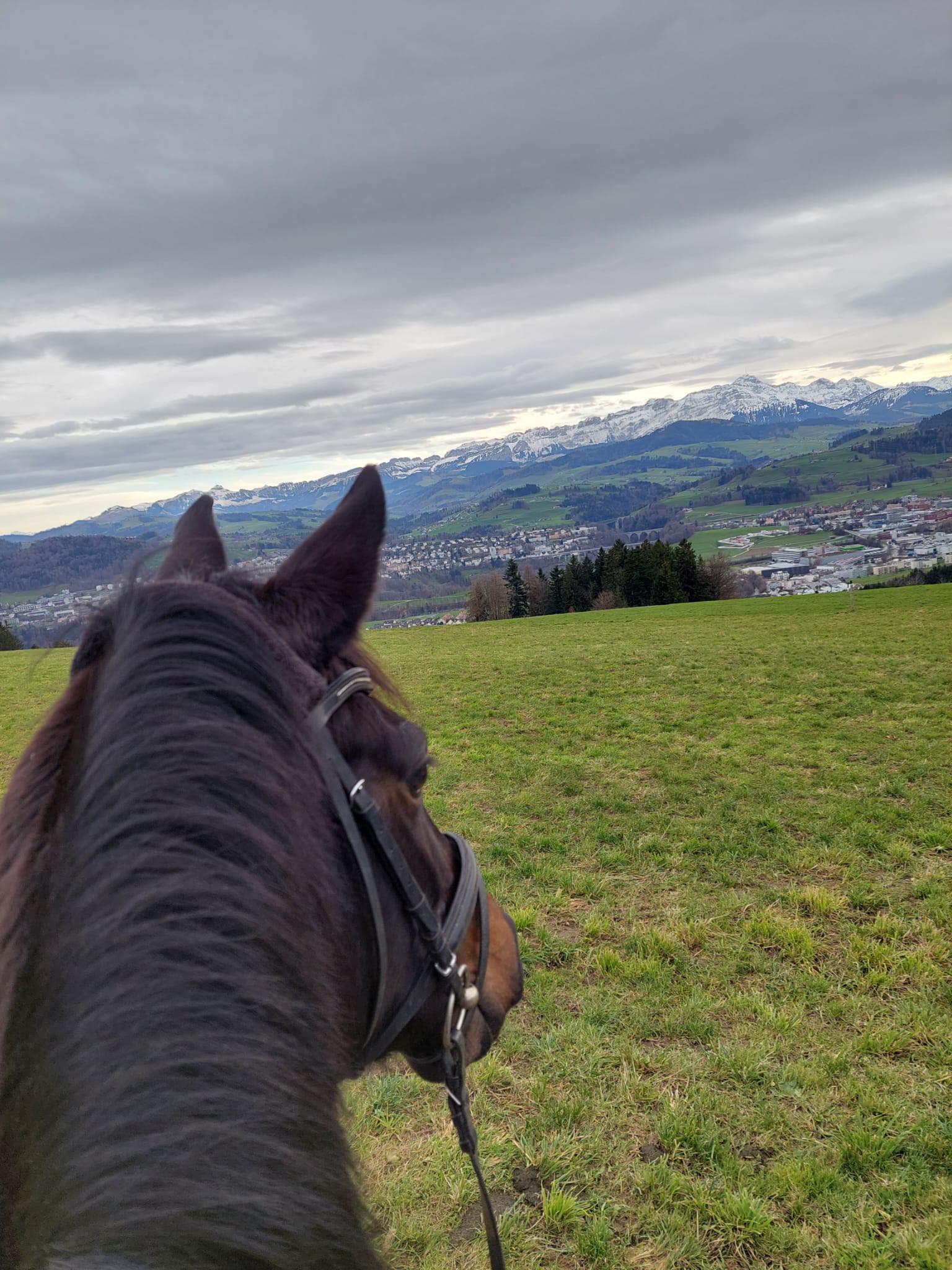 Kaiserglck von Shavalou - Trakehner Gestt Hmelschenburg - 
copyright by S. Rutz