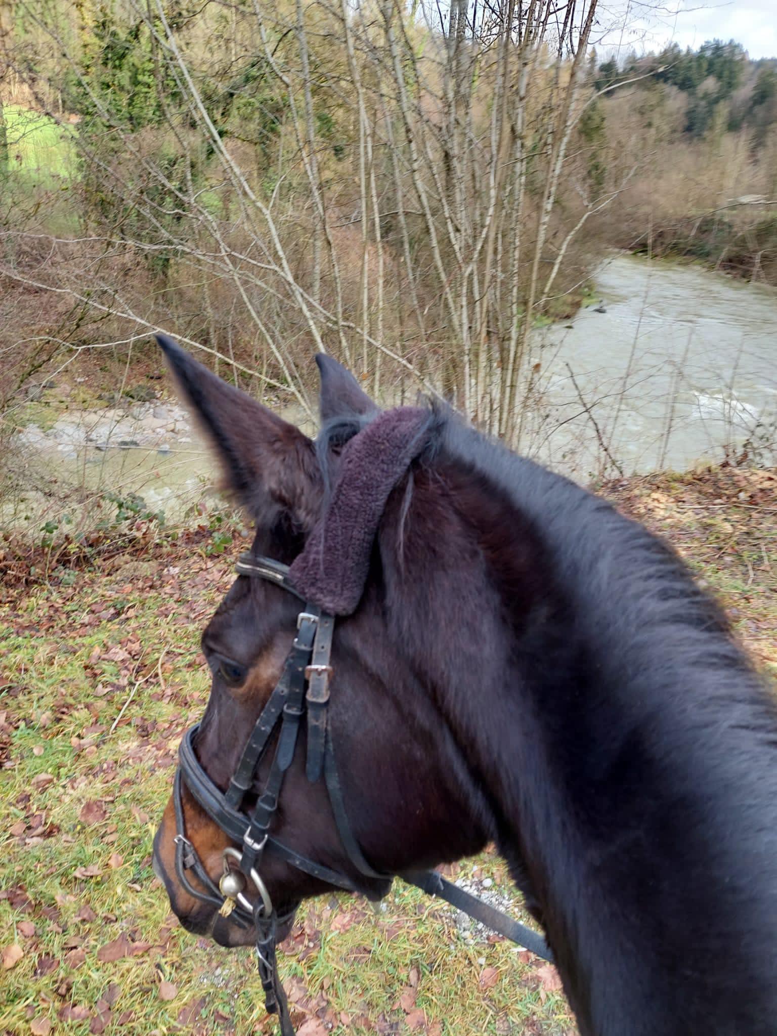 Kaiserglck von Shavalou - Trakehner Gestt Hmelschenburg - 
copyright by S. Rutz